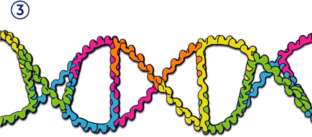 Dna3 - Nucleic Acid Double Helix (1000x500), Png Download