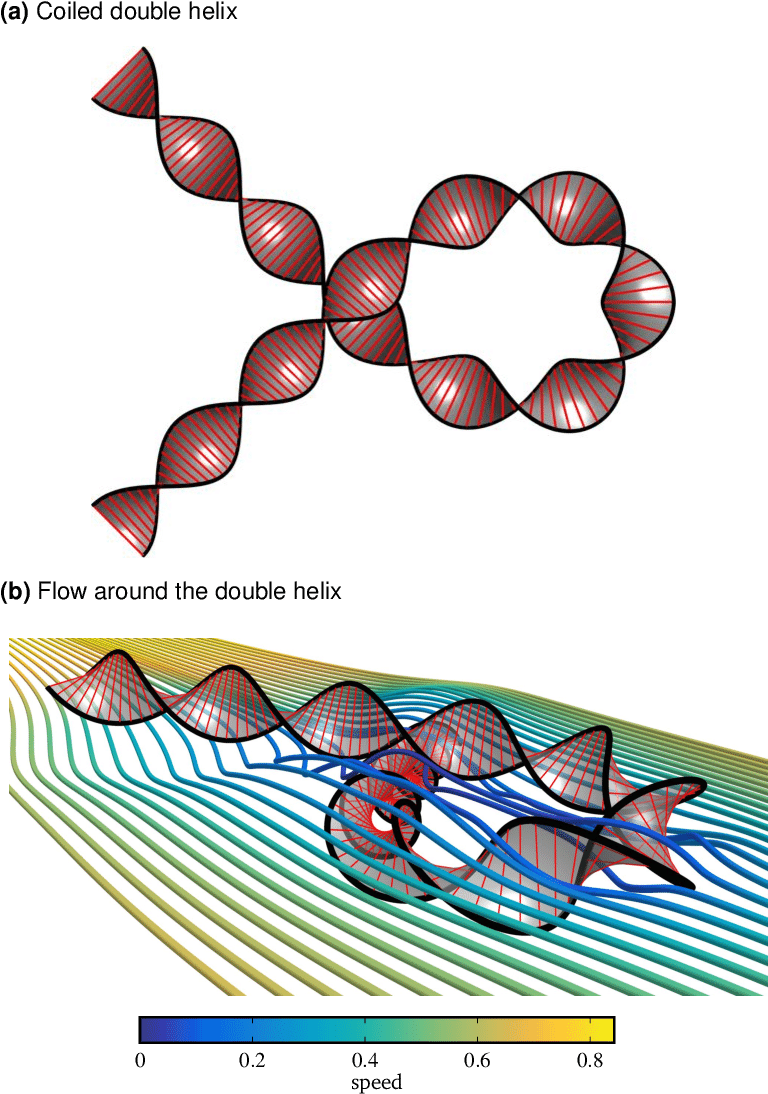 Plan View Of A Double Helix With Straight Ends, Coiled - Portable Network Graphics (771x1132), Png Download