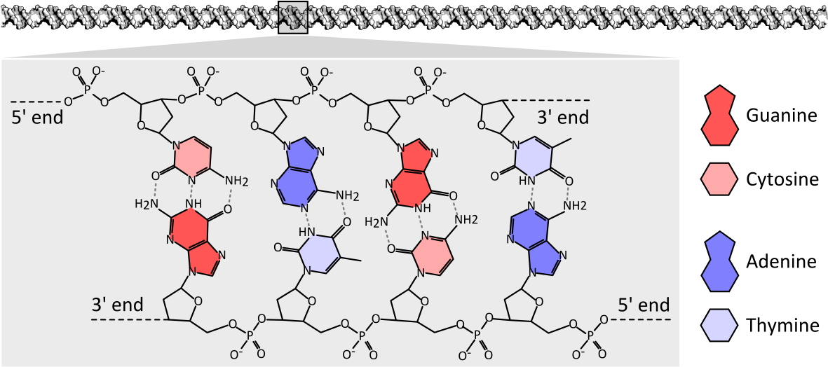 Dna Chemical Structure Diagram Showing How The Double - Dna Bases Chemical Structure (1200x532), Png Download