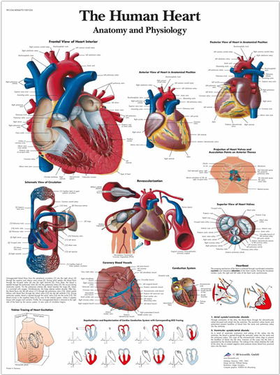 Anatomical Chart - Human Heart - Create Heart Healthy Environment (720x540), Png Download