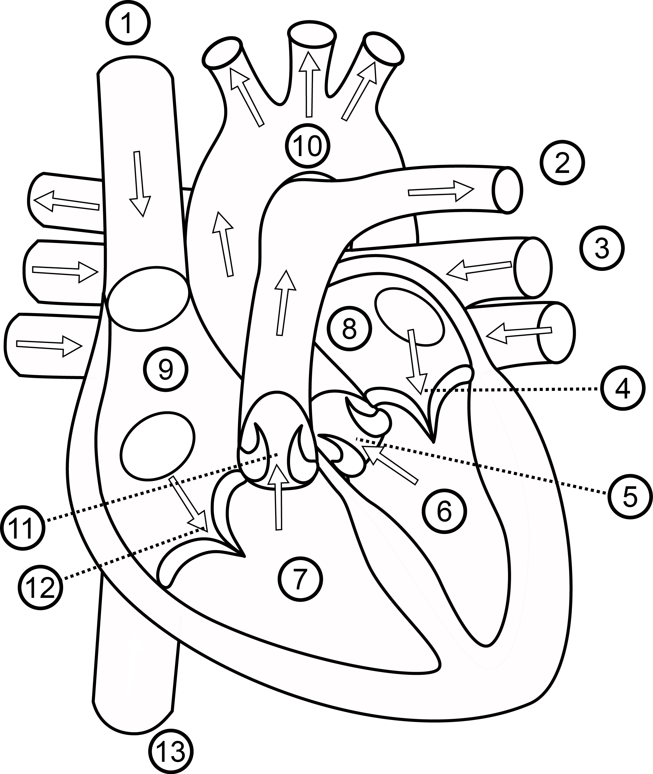 Human Heart Drawing Outline At Getdrawings - Part Of Heart In Hindi (2247x2663), Png Download