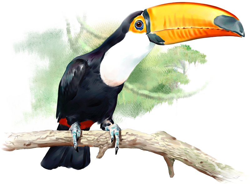 Tucán - Gift (800x800), Png Download