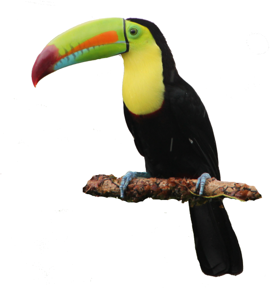 Tucan Costa Rica Png (600x593), Png Download
