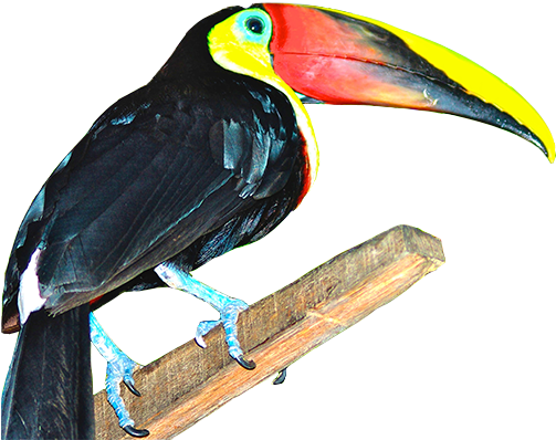 Images Of Student Travel With Tropical Birds - Student (514x409), Png Download