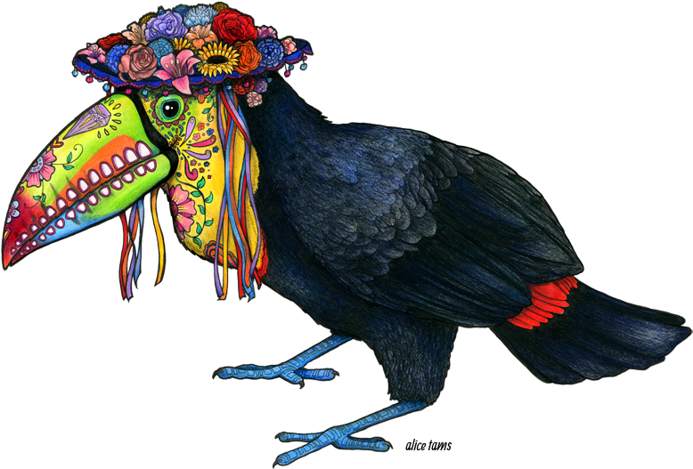 Keel Billed Toucan - Keel Billed Toucan Drawing (800x548), Png Download