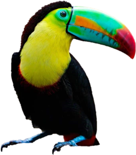 Tucán Real - Teo Rizzardi - Two Of Us (563x634), Png Download