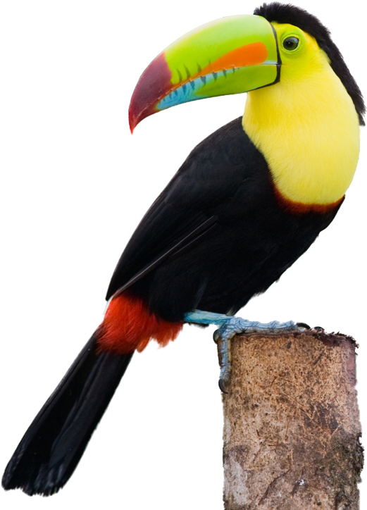 Toucans Clip Free Stock - Toucan Png (950x743), Png Download