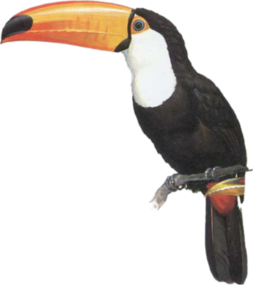 Toucan Png Psd Detail - Toco Toucan (355x400), Png Download