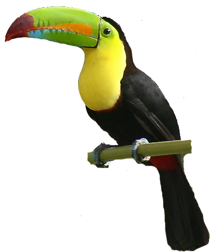 Cpy's Tropical Beach Bash - Beach (444x530), Png Download