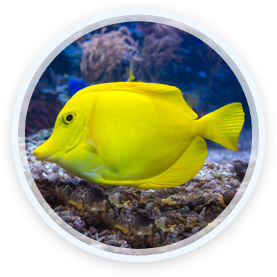30 Jul 2016 - Coral Reef Fish (402x402), Png Download
