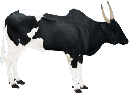 Madagascarzebu1 - Zoo Tycoon 2 Angus Cattle (480x480), Png Download