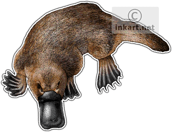 Duck-billed Platypus Decal - Duck Billed Platypus Png (590x455), Png Download
