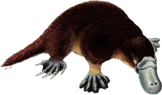Platypus - Platypus Facts (600x355), Png Download