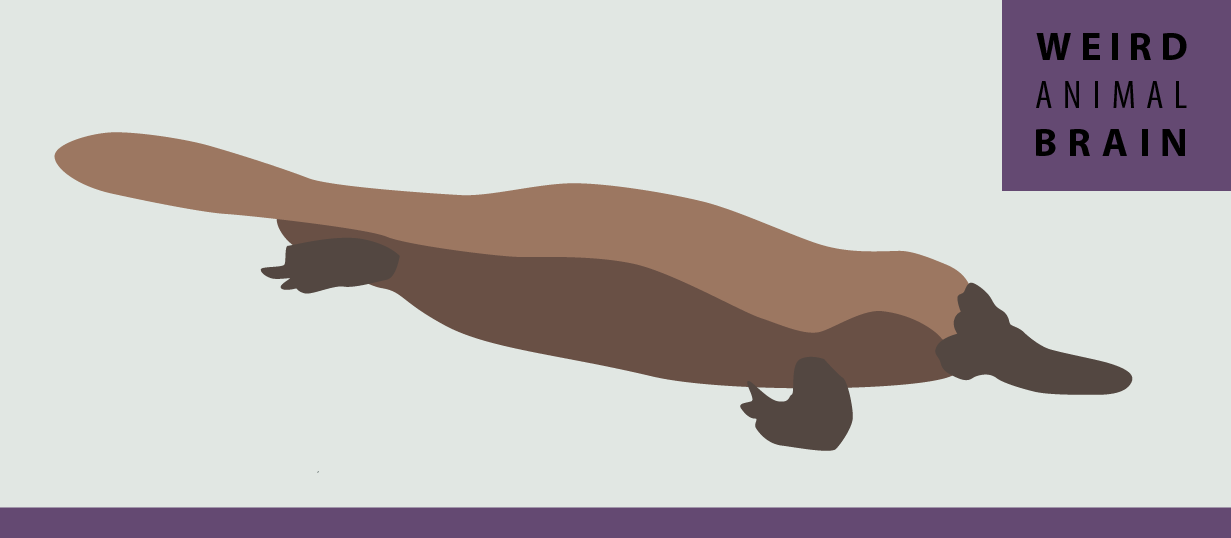 Illustration (1231x538), Png Download