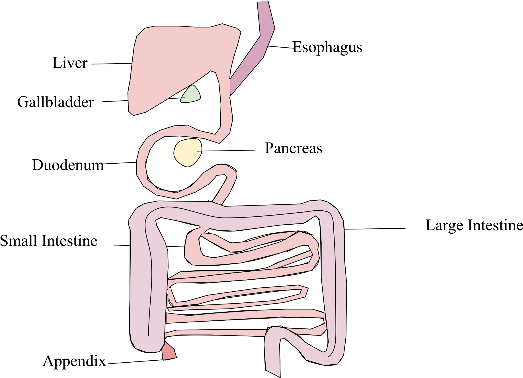 Open - Platypus Digestive System (2000x1467), Png Download