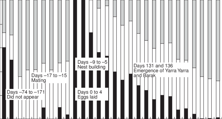 Amount Of Time The Female Platypus Koorina Spent In - Illustration (850x455), Png Download