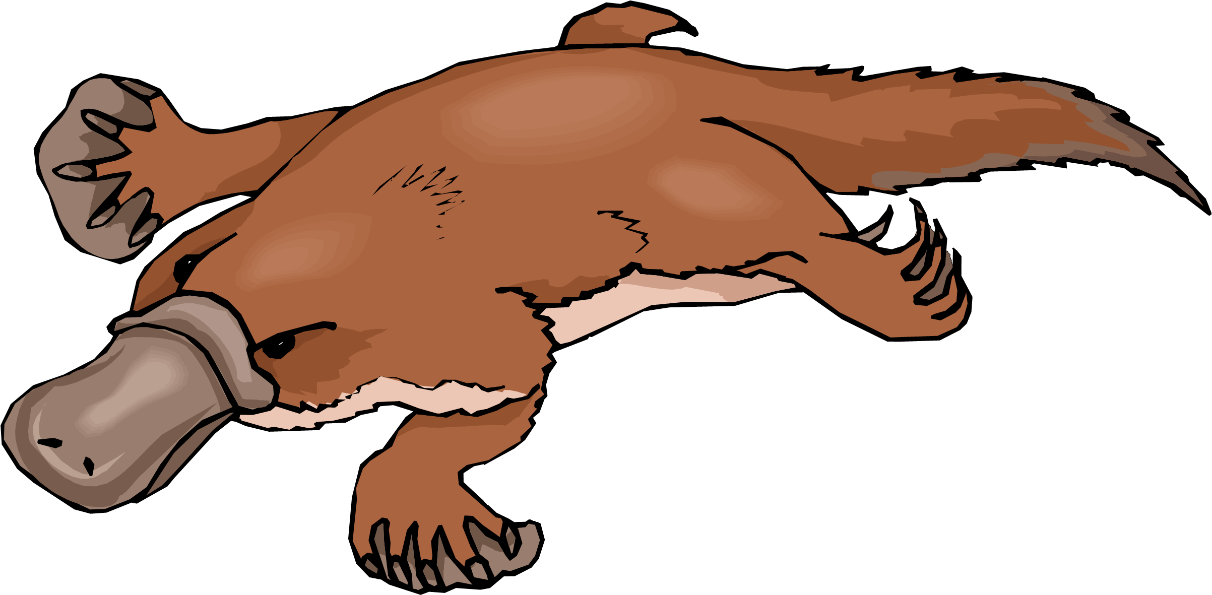 Platypus Clip Art - Custom Brown Platypus Mugs (2531x1661), Png Download