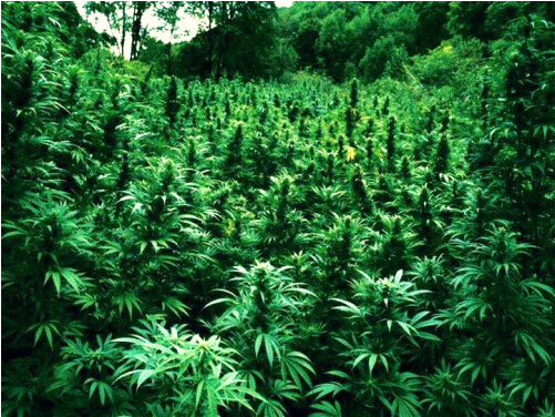 Weed - Ganja Paradise (1100x384), Png Download
