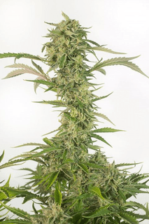 Dinafem / Fem 10 Pack / Og Kush Cbd Automatic - Mobydick Xxl Auto Dinafem (213x320), Png Download