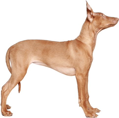 Appearance Of Pharaoh Hound - Pharaoh Hound (567x489), Png Download