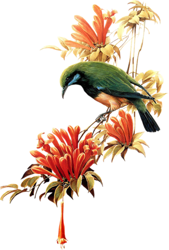 Birds On Branches - Birds (338x500), Png Download