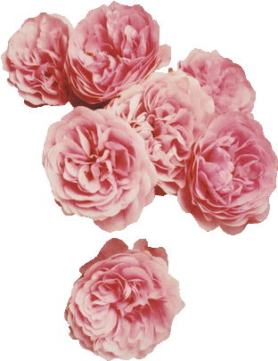 64 Images About Flower Png On We Heart It - Music Band Sleeping With Sirens Hard Plastic Back Protective (500x746), Png Download