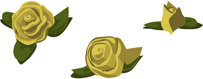 Roses, Yellow, Flowers, Buds, Blooms - Garden Roses (680x340), Png Download