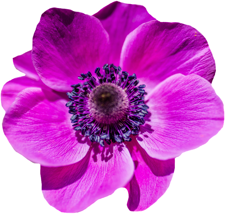 Peel N Stick Poster Of Poppy Flower Bloom Purple Blossom - Collage: Notebook 150 Lined Pages 5 X 8 [book] (757x720), Png Download