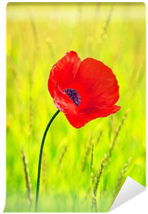 Corn Poppy (400x400), Png Download