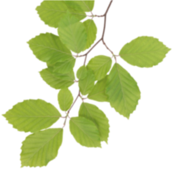 Real Leaves Png Clipart - Real Leaves Clipart (600x580), Png Download