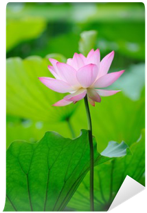 Sacred Lotus (400x400), Png Download