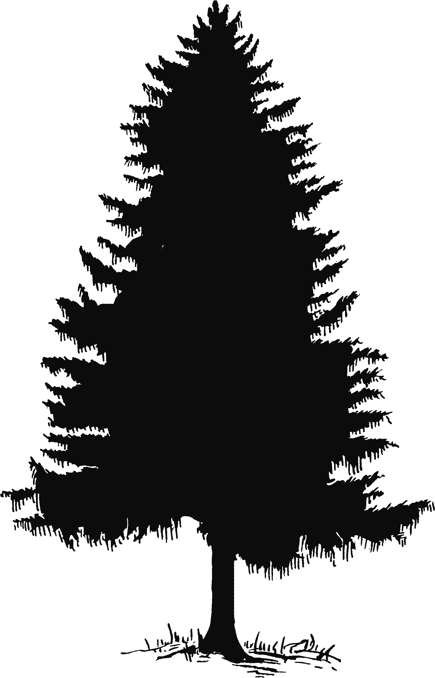 Pine Tree Tree Silhouette And Clip Art On - Pine Tree Silhouette Png (1668x2601), Png Download
