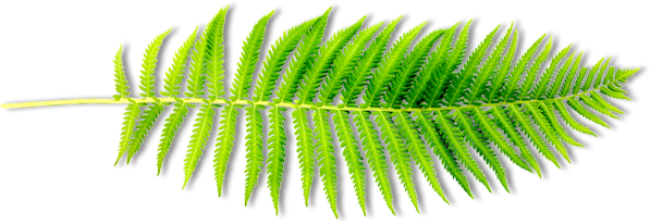 Fern (597x206), Png Download