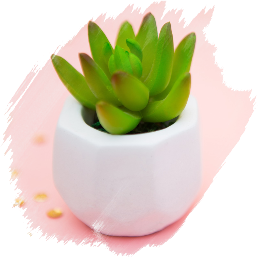 Succulent Brushed (1000x1016), Png Download
