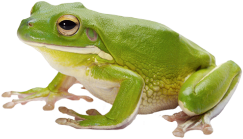 Frog Png Image With Transparent Background - Frog Png (732x380), Png Download