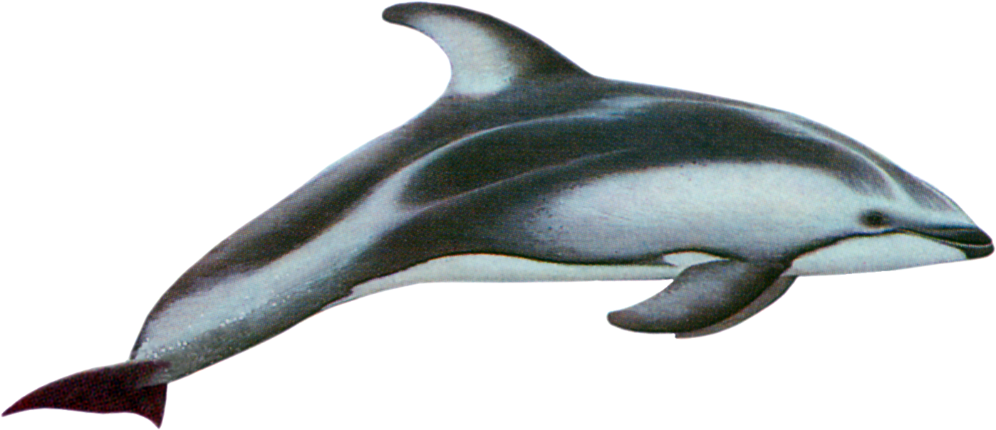 Image - Pacific White Sided Dolphin Png (1431x626), Png Download