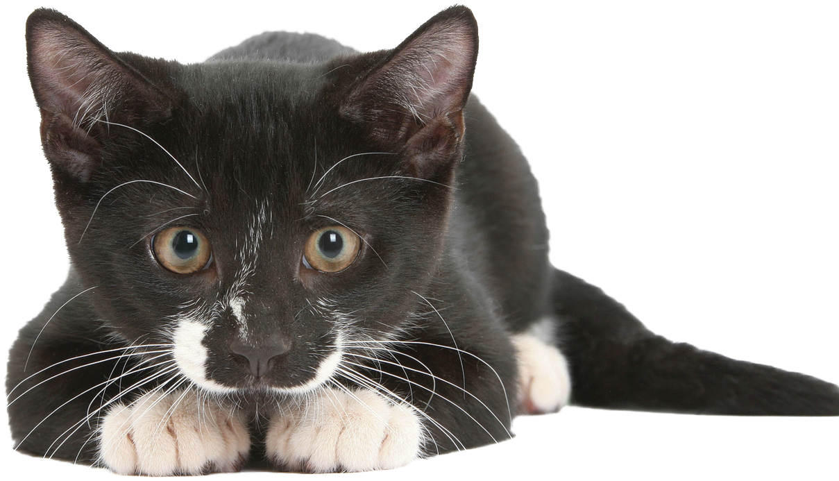 Cat Black Png - Cat Sense (1400x786), Png Download
