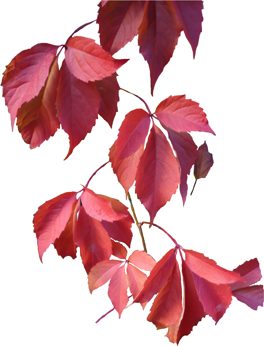 Leaves Png Image - Autumn Leaves Png (950x1228), Png Download
