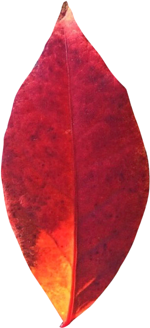 Autumn Leaf Png Transparent Image - Leaf (500x768), Png Download