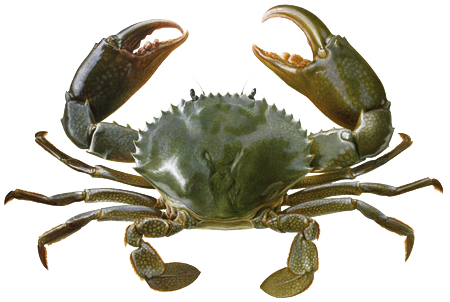 Crab Transparent Background - Crab Kerala (450x302), Png Download
