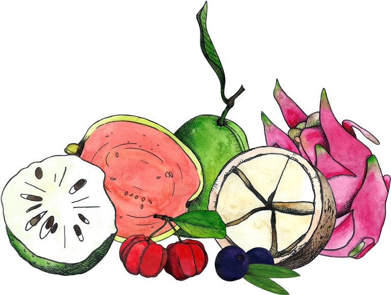 Drawings Of Graviola, Acerola, Goiaba, Pitaya, Cupuacu, - Illustration (800x600), Png Download