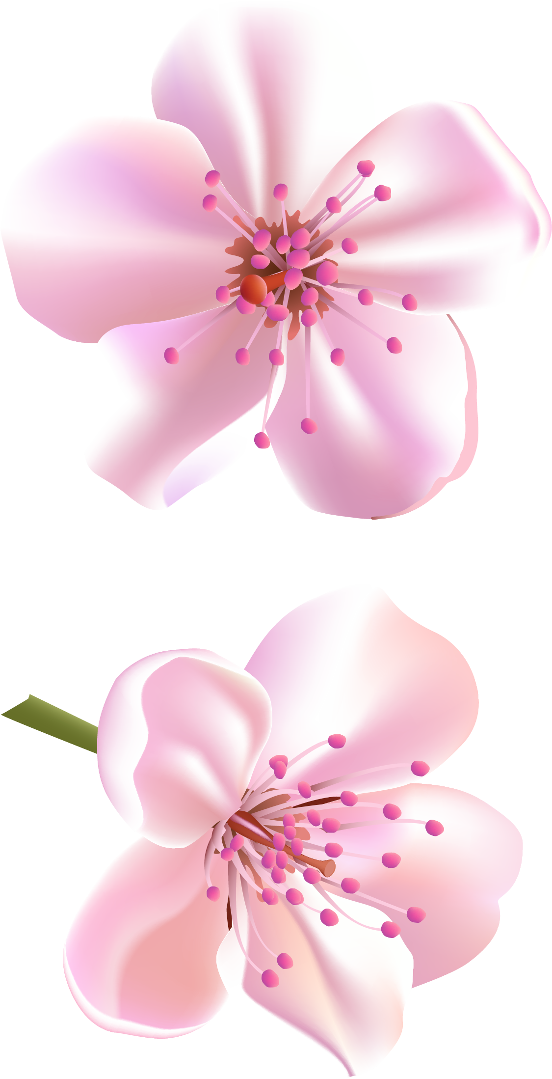 Spring Pink Tree Flowers Png Clipart - Png Clipart Beautiful Flowers Png (1178x2241), Png Download