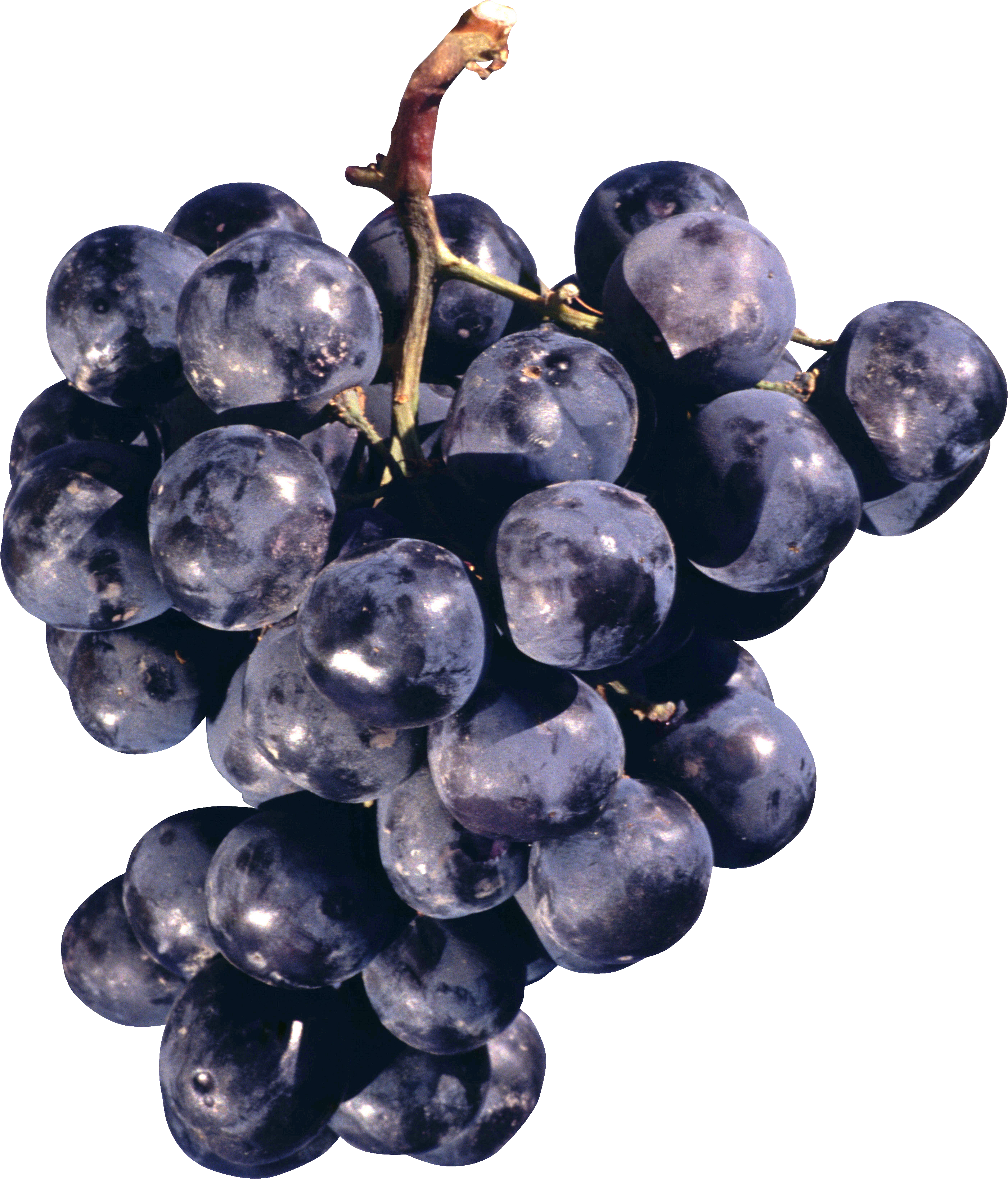 Grape Png Image - Concord Grapes Png (2800x3275), Png Download