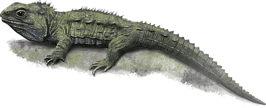 Visit - Tuatara Png (850x344), Png Download