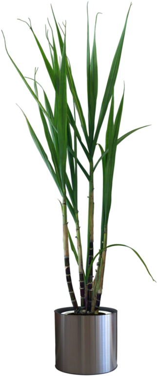 Potted Plants Png - Maceta Con Planta Png (350x800), Png Download