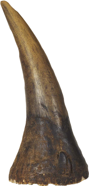 Vector Freeuse Albrecht D Rer S Rhinoceros Horn Warehouse - Rhino Horn Transparent (455x768), Png Download