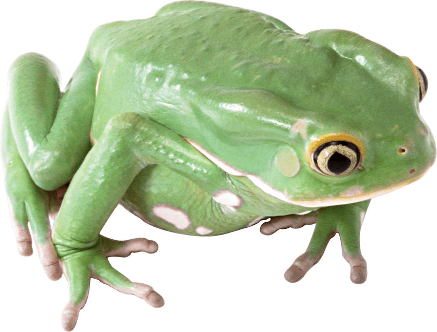 Free Png Frog Png Images Transparent - Frog Png (850x647), Png Download