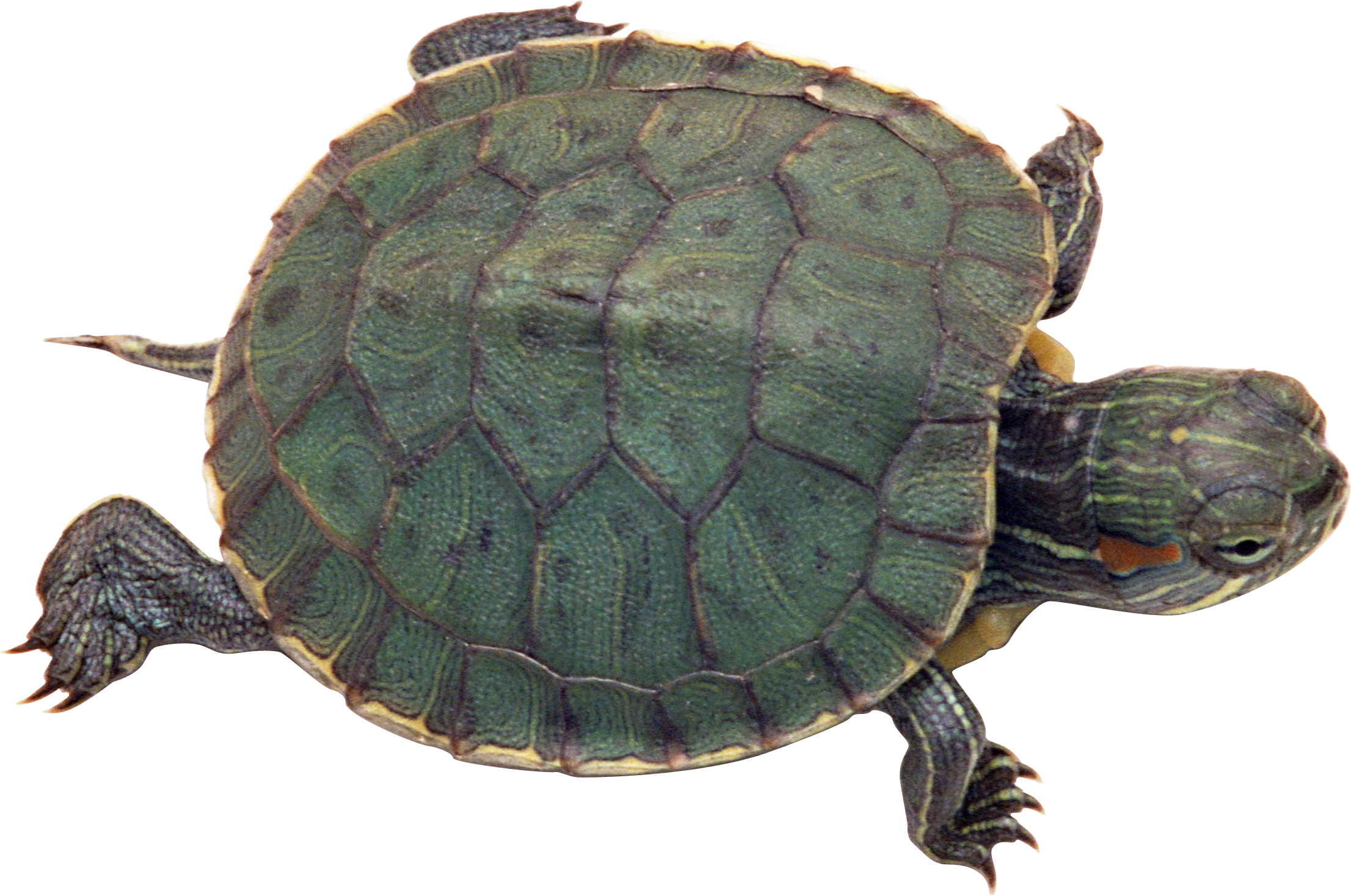 Best Free Turtle Transparent Png File - Turtle Png (2212x1467), Png Download