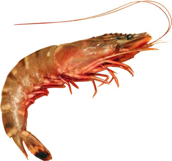 Shrimp - Lobster And Prawn Difference (600x600), Png Download