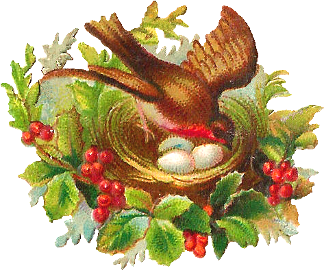 Egg Clipart Bird's Nest - Birds Nest Images Free (700x576), Png Download